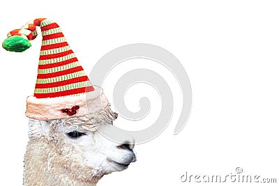 Very cute and funny christmas animal alpaca wearing a elf hat isolated on a empty white background Stock Photo