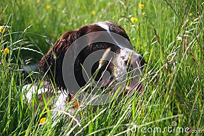very cute liver and white working type english springer spaniel pet gundog Stock Photo