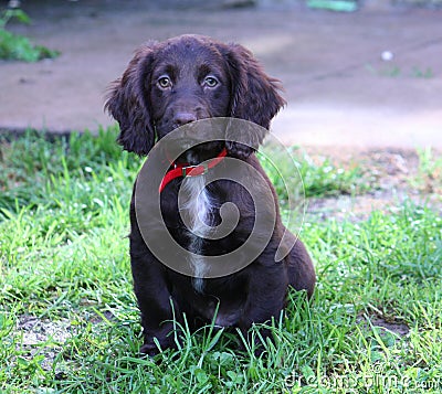 A very cute liver working cocker spaniel pet gundog Stock Photo