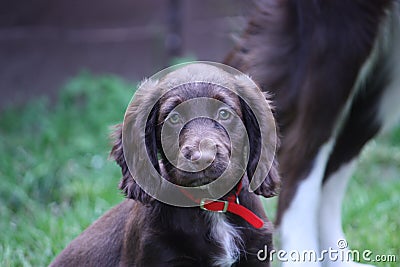 A very cute liver working cocker spaniel pet gundog Stock Photo