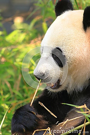 Black and white giant panda eating bamboo