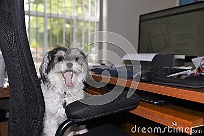 A very cute parti colored black and white female havanese dog is bored in office Stock Photo