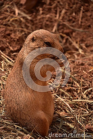 Very Cute Prairie Dog Holding and Eating Straw Stock Photo