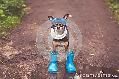 cute puppy, a dog in a hat and rubber boots is standing in a puddle and looking at the camera. Theme of rain and autumn Stock Photo