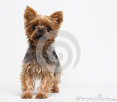 Very cute puppy of the Yorkshire Terrier Stock Photo