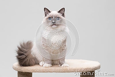 Very cute ragdoll cat sitting on a climbing frame Stock Photo