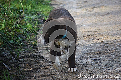 Very Cute red and white border collie puppy dog pet Stock Photo