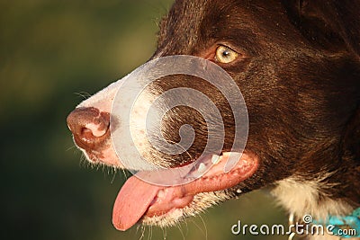 Very Cute red and white border collie puppy dog pet Stock Photo