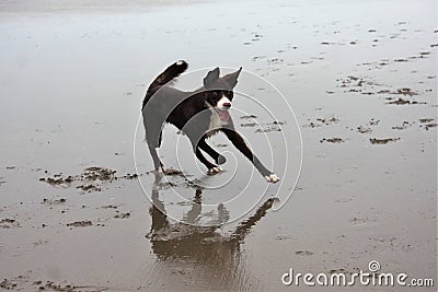 very Cute red and white border collie puppy dog pet Stock Photo