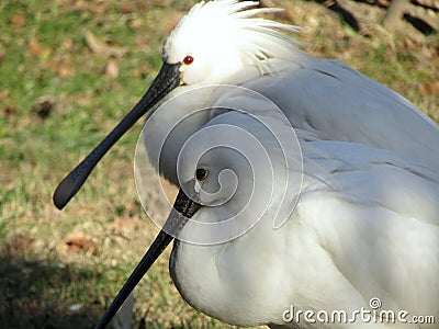 Very cute spoon bill couple Stock Photo