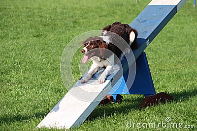 very cute springer cross collie dog on agility equipment Stock Photo