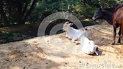 Very Cute Two White Calf Of Indian Cow Is Sit And Near Water Runnel. Stock Photo