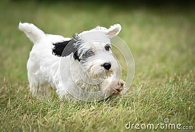 Very cute white sealyham terrier puppy playing in the grass running right to left Stock Photo