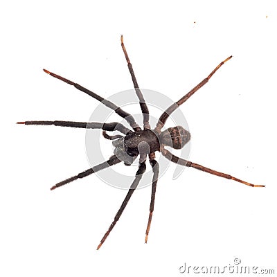 Very dark and hairy spider isolated on white. Segestria florentina. Cellar spider. Stock Photo