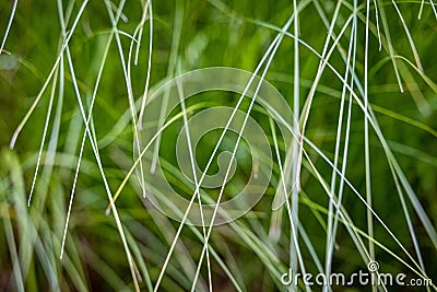 Very dense green lush grass, detail Stock Photo