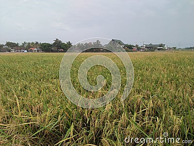 very dense rice Stock Photo