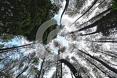 A very dense and tall Pine Tree Forest near Lake Toba Stock Photo