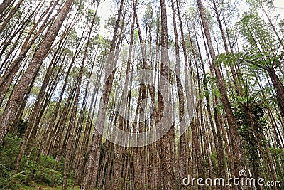 A very dense and tall Pine Tree Forest near Lake Toba Stock Photo