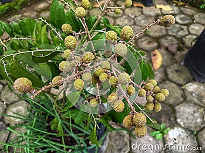 very dense young longan fruit Stock Photo