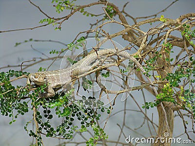 Very detailed centred lizard in some shrub looking right at you Stock Photo