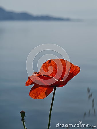 A very detailed view of a poppy with a bug on a flipside Stock Photo