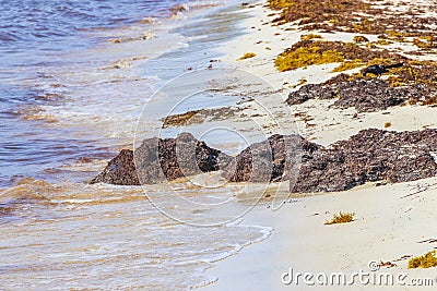 Very disgusting red seaweed sargazo beach Playa del Carmen Mexico Stock Photo