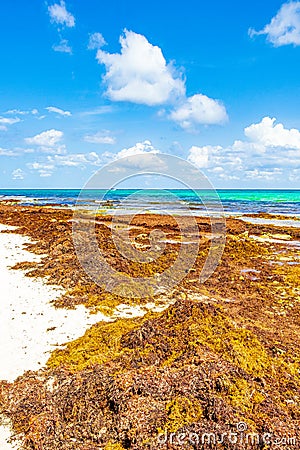 Very disgusting red seaweed sargazo beach Playa del Carmen Mexico Stock Photo
