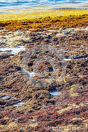 Very disgusting seaweed sargazo texture beach Playa del Carmen Mexico Stock Photo