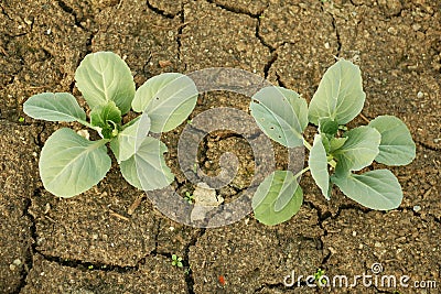 Drought dry field land cabbage leaf green cole crop white vegetable, drying up the soil cracked, climate change, farmi Stock Photo