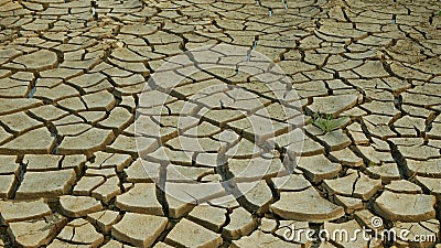 Drought cracked pond wetland, swamp very drying up the soil crust earth climate change, environmental disaster and earth Stock Photo