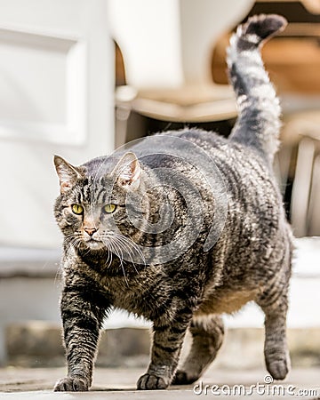 A very fat cat walking in the garden Stock Photo