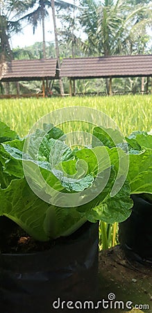 Very fertile green mustard plants on the edge of the rice fields Stock Photo