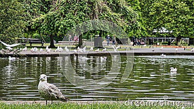 Very few ducks Seaguls in the park . Stock Photo