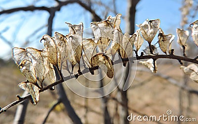 Very fragile dried flower similar to Cimicifuga foetida Stock Photo