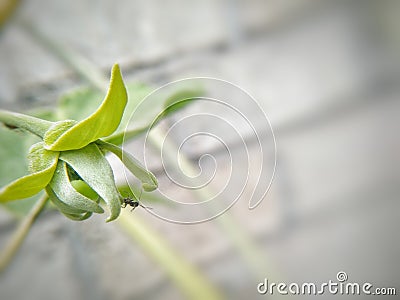 Very fragrant chrysolite flower with auto focus Stock Photo