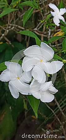 The small white jasmine flowers Stock Photo