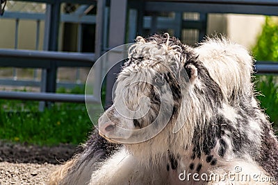 Very furry black and white bull Yak. A large and shaggy animal with large expressive eyes Stock Photo