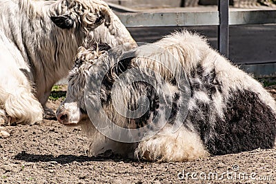 Very furry black and white bull Yak. A large and shaggy animal with large expressive eyes Stock Photo