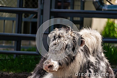 Very furry black and white bull Yak. A large and shaggy animal with large expressive eyes Stock Photo