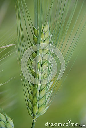 A very good barley spike. Stock Photo