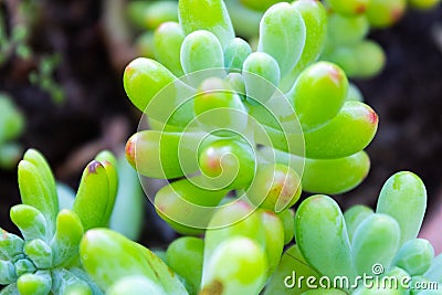 A very green Jelly Bean Plant. Stock Photo