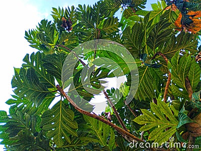 Leaves green Daun hijau Stock Photo