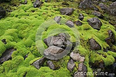 Very green moss on rocks 2 Stock Photo
