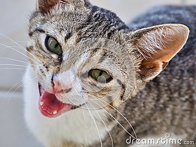 A very Happy Grey Tabby Ally Cat Stock Photo