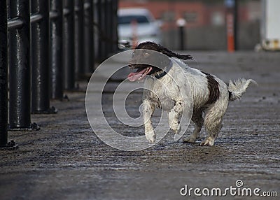 A very happy small munsterlander heidewachtel with his tongue out of his mout. Dog run Stock Photo
