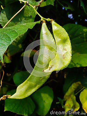 Very healthful foods Stock Photo