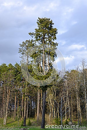 Very high and interesting pine in UÅ¾utrakis manor park Stock Photo