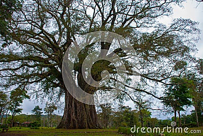 Very huge, giant tree with roots and green leaves in the Philippines, Negros island, Kanlaon. Stock Photo