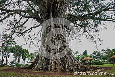 Very huge, giant tree with roots and green leaves in the Philippines, Negros island, Kanlaon. Stock Photo