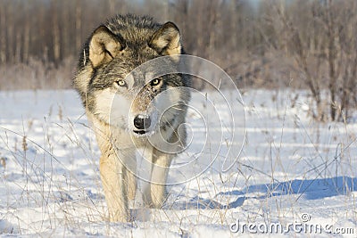 Very intense gaze of timber wolf Stock Photo